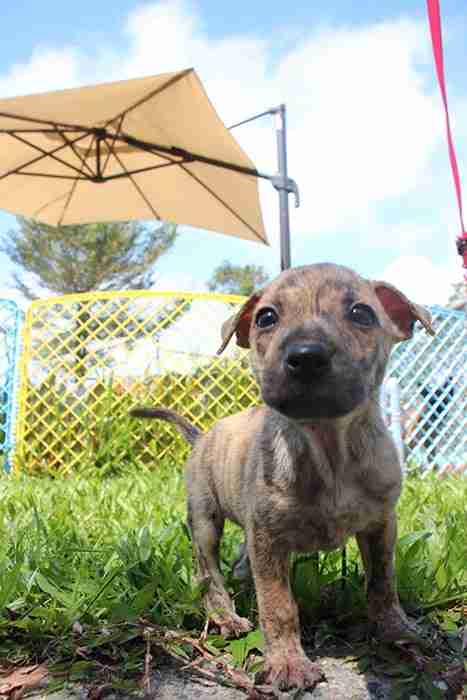 毛小孩被當成家庭成員，死亡後如何道別？台中市在神岡崇璞園公墓規劃寵物樹葬專區，讓飼主能永恆追思。圖／台中市新聞局提供