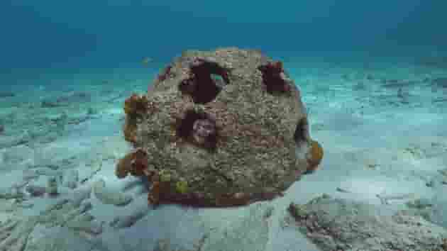 一家名為“永恒礁石(Eternal Reefs)”的公司使用一種特殊混凝土，結合了火化後人類遺體骨灰，該混凝土製造的礁球進入海洋之後，海洋生物就會棲息在上面，讓脆弱的海底生態系統健康發展