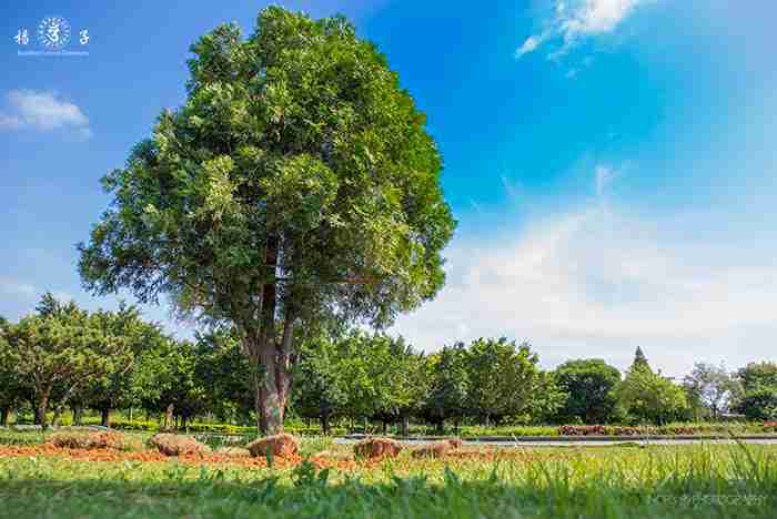  早在內政部制定環保葬的法規之前，楊子就已為有需要的往生菩薩和家屬，辦理過多次的海葬和樹葬了！（圖為臺中市神岡「崇璞園」一景）