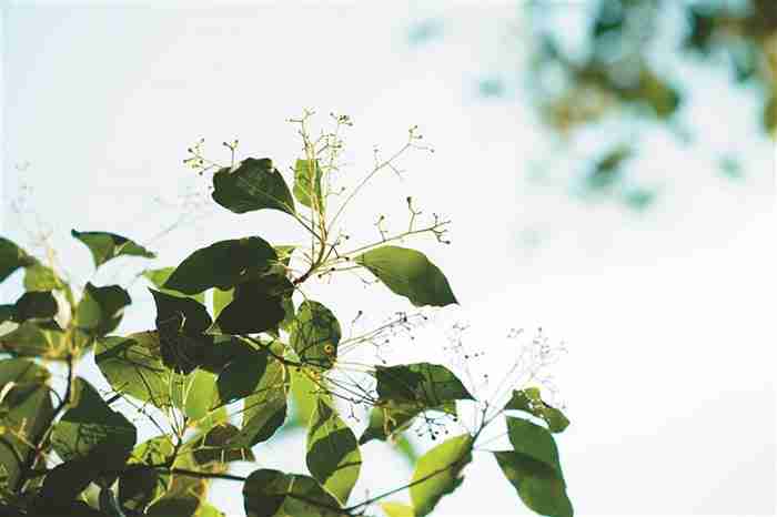 蔡招娣-闌珊身影盡芳菲