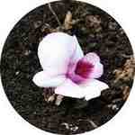 當老、病、死的大事課題乍然來到面前，我們能否安住當下，從容地欣賞沿途的生命風景？