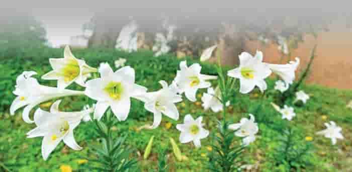 豁達淡泊 僧命圓滿──感念果靖法師