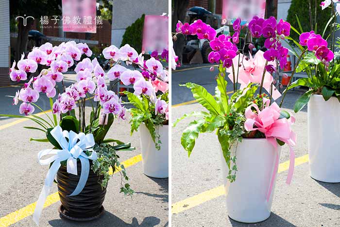 現代民眾大多會指定高雅的蘭花來致贈花籃,上插一「花牌」紙樣。蘭花分有二梗、三梗、五梗不等。九株、七株、五株等,弔唁以一對為主且花朵要盡量全開。 攝/楊子佛教禮儀公司 現代民眾大多會指定高雅的蘭花來致贈花籃,上插一「花牌」紙樣。蘭花分有二梗、三梗、五梗不等。九株、七株、五株等,弔唁以一對為主且花朵要盡量全開。|楊子佛教禮儀公司